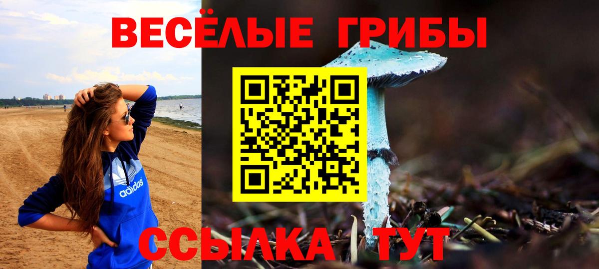 Вольск  Галлюциногенные грибы прущие грибы  Вход с VPN 